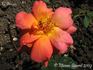 La Florida rose photo