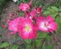 Gräfin Hardenberg rose photo