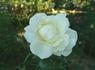 Home and Family ™ rose photo