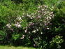 Pink Garland rose photo