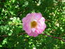 Pink Garland rose photo
