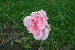 Almandet rose photo