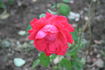 Annirose rose photo