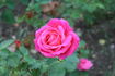 Aveu rose photo