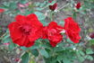 Bérénice rose photo