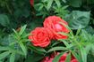 Chateauroux rose photo