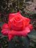 Maria Theresa rose photo