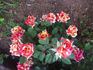 Maverick ™ rose photo