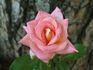 Pocahontas rose photo