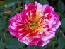 Charlie Brown ™ rose photo