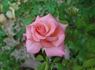 Catherine Marie rose photo