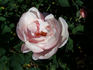 Die Mutter von Rosa rose photo