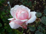 Mrs. Henry Bowles, Cl. rose photo