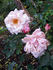 Mrs. Henry Bowles, Cl. rose photo