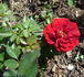 Patriot Song rose photo