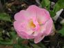 Evelyn Thornton rose photo