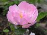 Evelyn Thornton rose photo