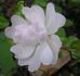 Evelyn Thornton rose photo