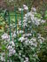 Praecox clematis photo