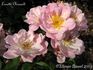 Lonette Chenault rose photo