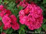 Madame Taft rose photo