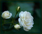 Waltz ™ rose photo