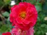 Dolly's Forever Rose rose photo