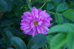 Claire Laberge rose photo