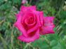 Jean du Tilleux rose photo