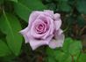 Pacific Blue rose photo