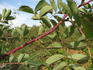 Prairie Sweetheart rose photo