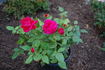 Lady Mitchell rose photo