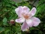 Brian Rix rose photo