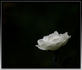 Waltz ™ rose photo