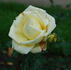 Aspirant Marcel Rouyer rose photo