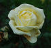 Aspirant Marcel Rouyer rose photo