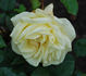 Aspirant Marcel Rouyer rose photo