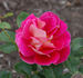 Forty-niner rose photo