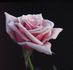 Alysheba rose photo