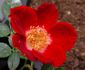 Hoot Owl rose photo