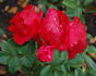 Prinses Mathilde rose photo