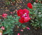 Prinses Mathilde rose photo