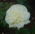 Evening Star ® rose photo
