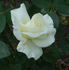 Evening Star ® rose photo