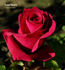 Trojan Victory rose photo