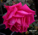 Wendy Cussons rose photo