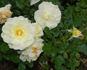 Dame de l'Etoile rose photo