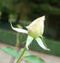 White Symphonie rose photo
