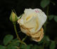 White Symphonie rose photo