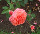 Cimarosa rose photo